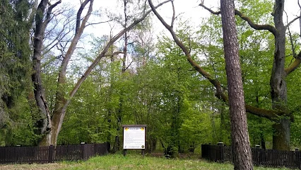 Święte Dęby w Lesie Kijowiec